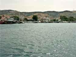 foca